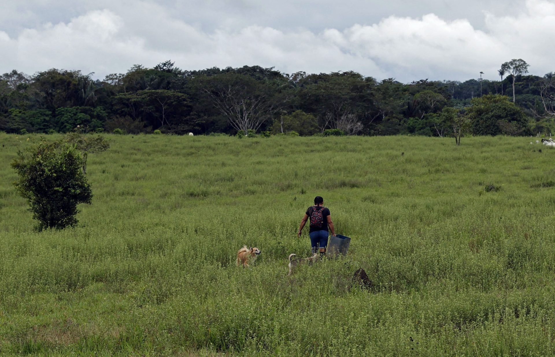 En 2024, 8,1 millions d’hectares de forêts ont été déboisés dans le monde, selon un rapport.