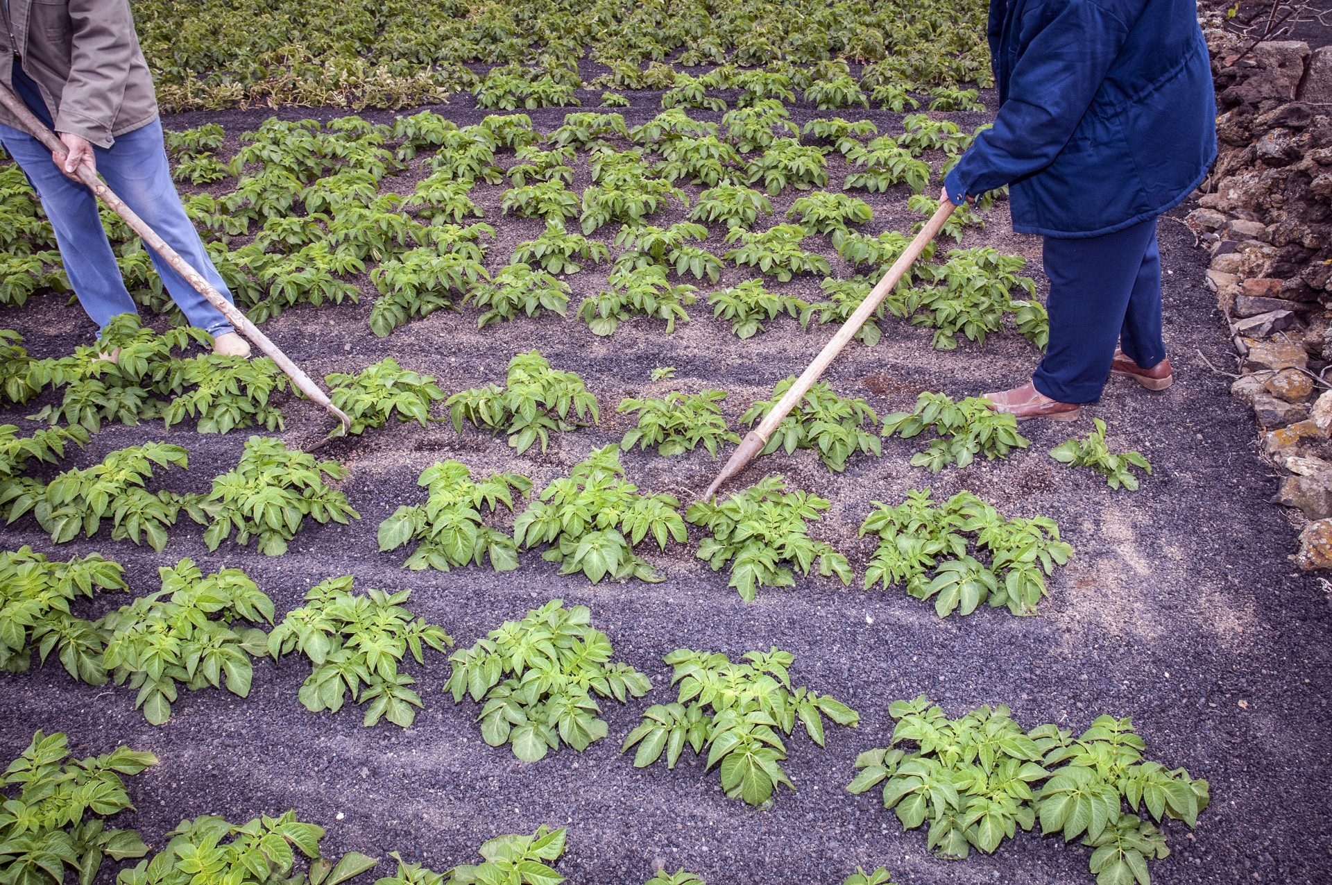 Geleneklere dayalı, geleceğe odaklı: İklim çözümü olarak geleneksel tarım. Qu Dongyu (FAO Genel Direktörü)