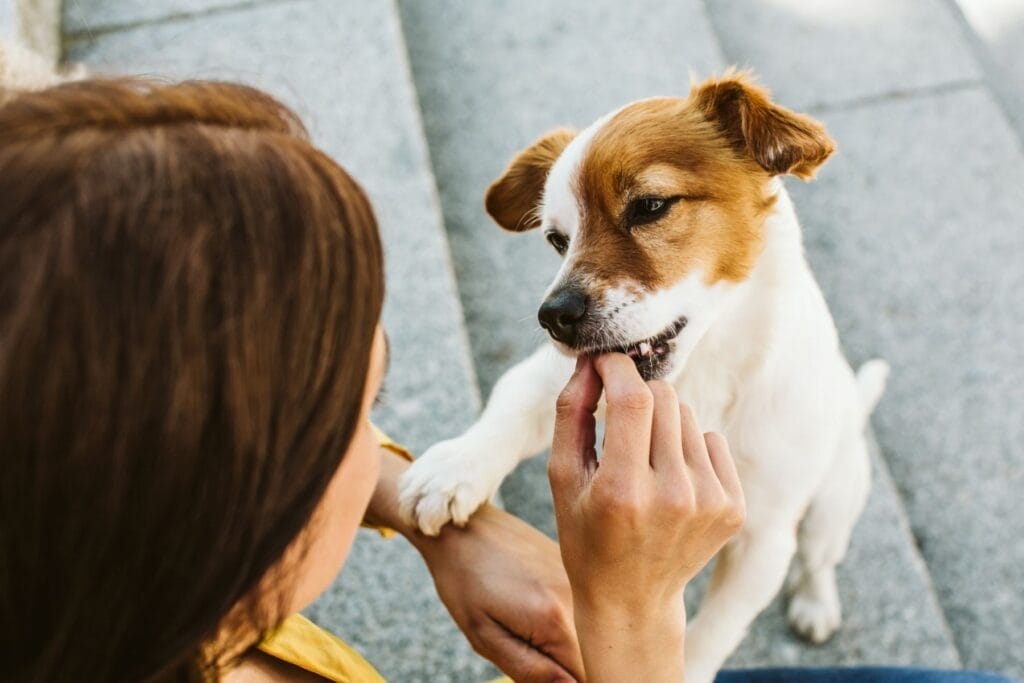 Premios para Mascotas: La Guía Completa para Adiestrar, Consentir y Cuidar a tu Compañero