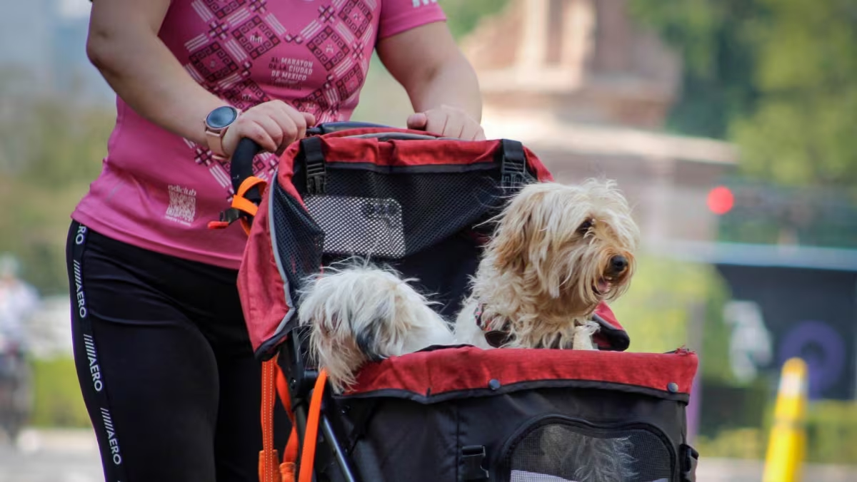 ¡Justicia para las Mascotas en Tabasco! Aprueban Histórica Reforma al Código Penal; Endurecen Sanciones por Maltrato Animal