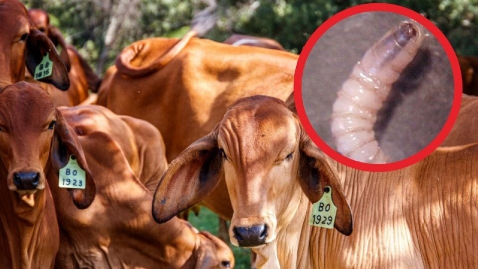 Sheinbaum Calls US Suspension of Mexican Beef Imports Due to Screwworm Infection "Unfair"