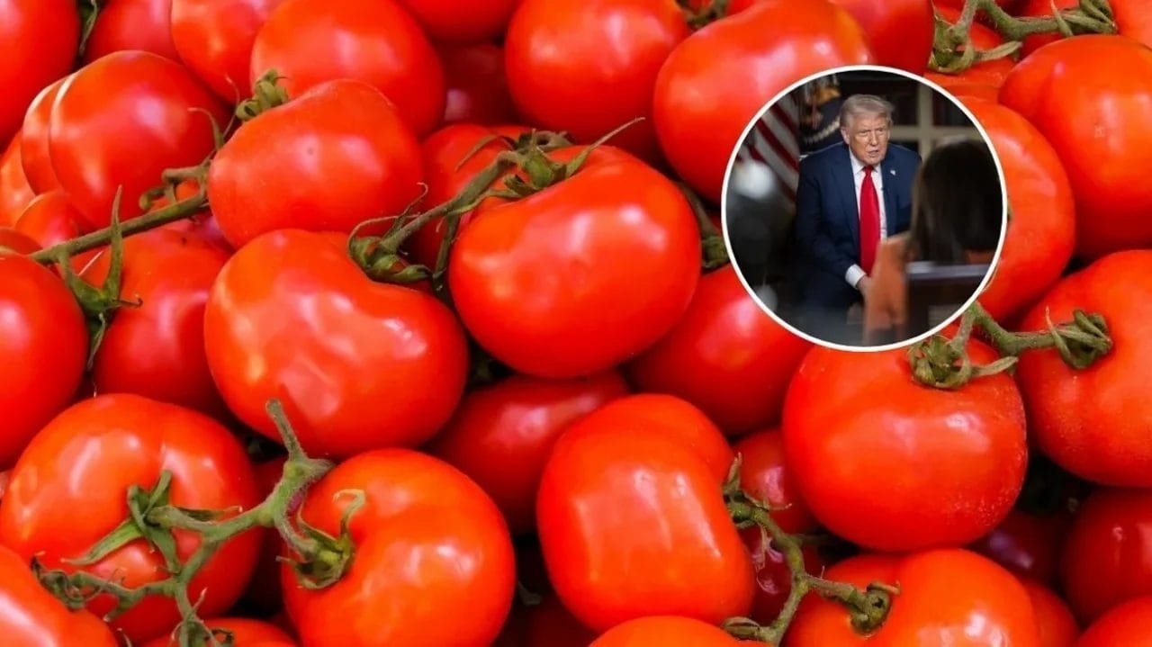 Mexicaanse tomaten met importheffing: Chicago zal de gevolgen voor de prijzen voelen
