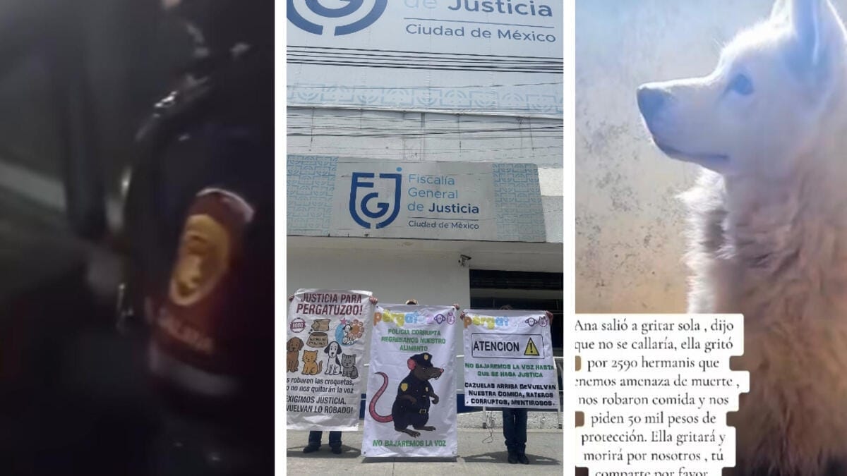 Sprawa Pergatuzoo: Presja na rząd miasta Meksyk w związku z kryzysem wymuszeń