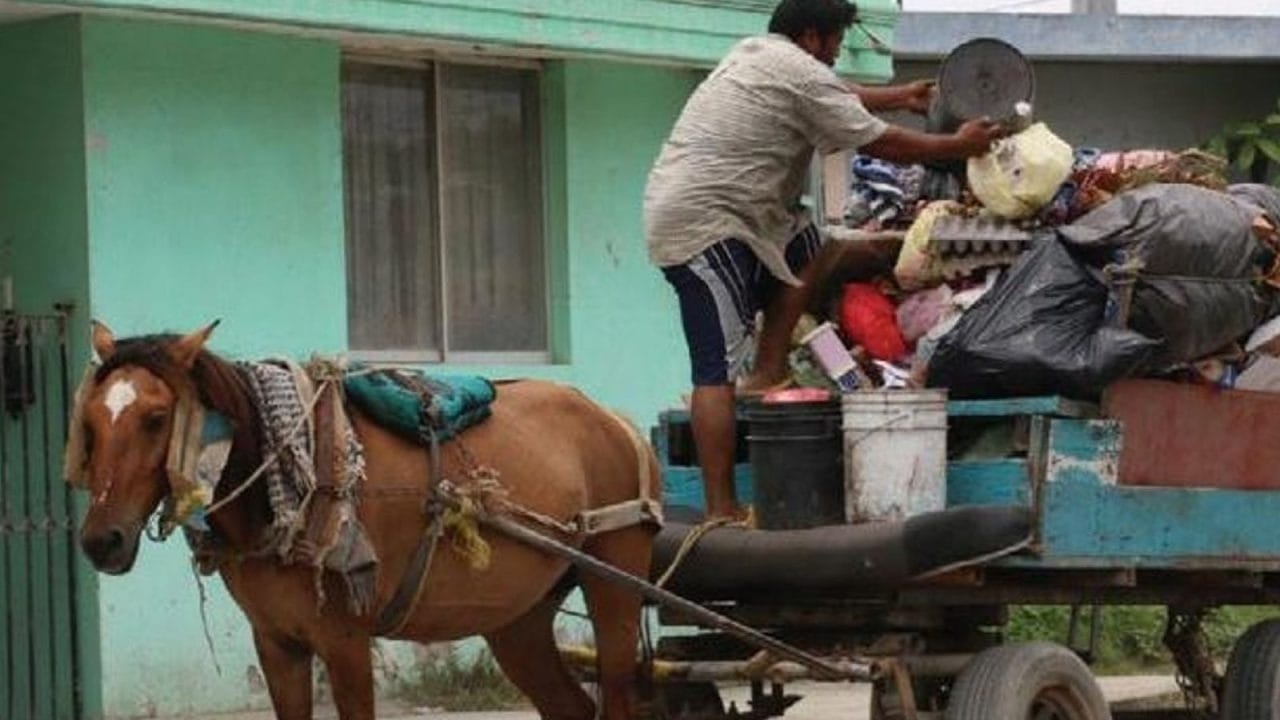 Motoristas de carroça: A controvérsia no Novo México que coloca ativistas dos direitos dos animais contra trabalhadores
