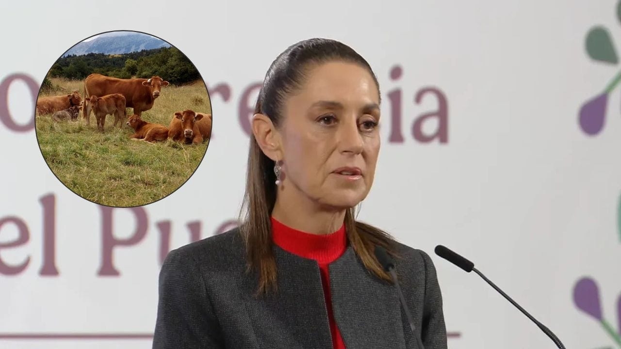 Sheinbaum krytykuje zamknięcie granic z powodu ślimaka
