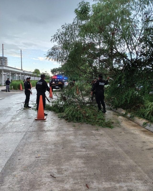 Le piogge hanno causato la caduta di alberi e la chiusura parziale delle strade a Mérida.