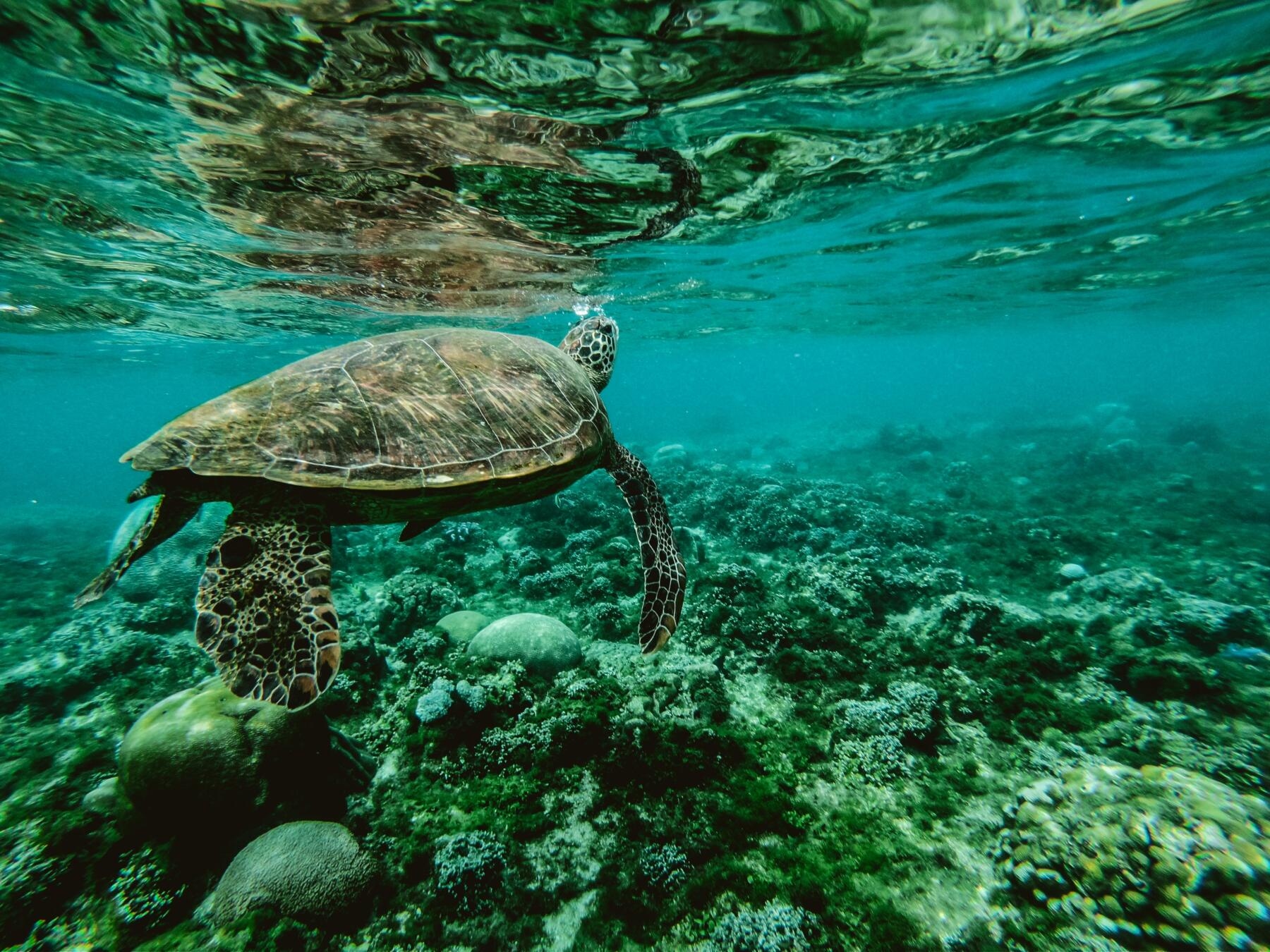 Oceans Day, visbestanden nemen af, wat kunnen investeerders doen?
