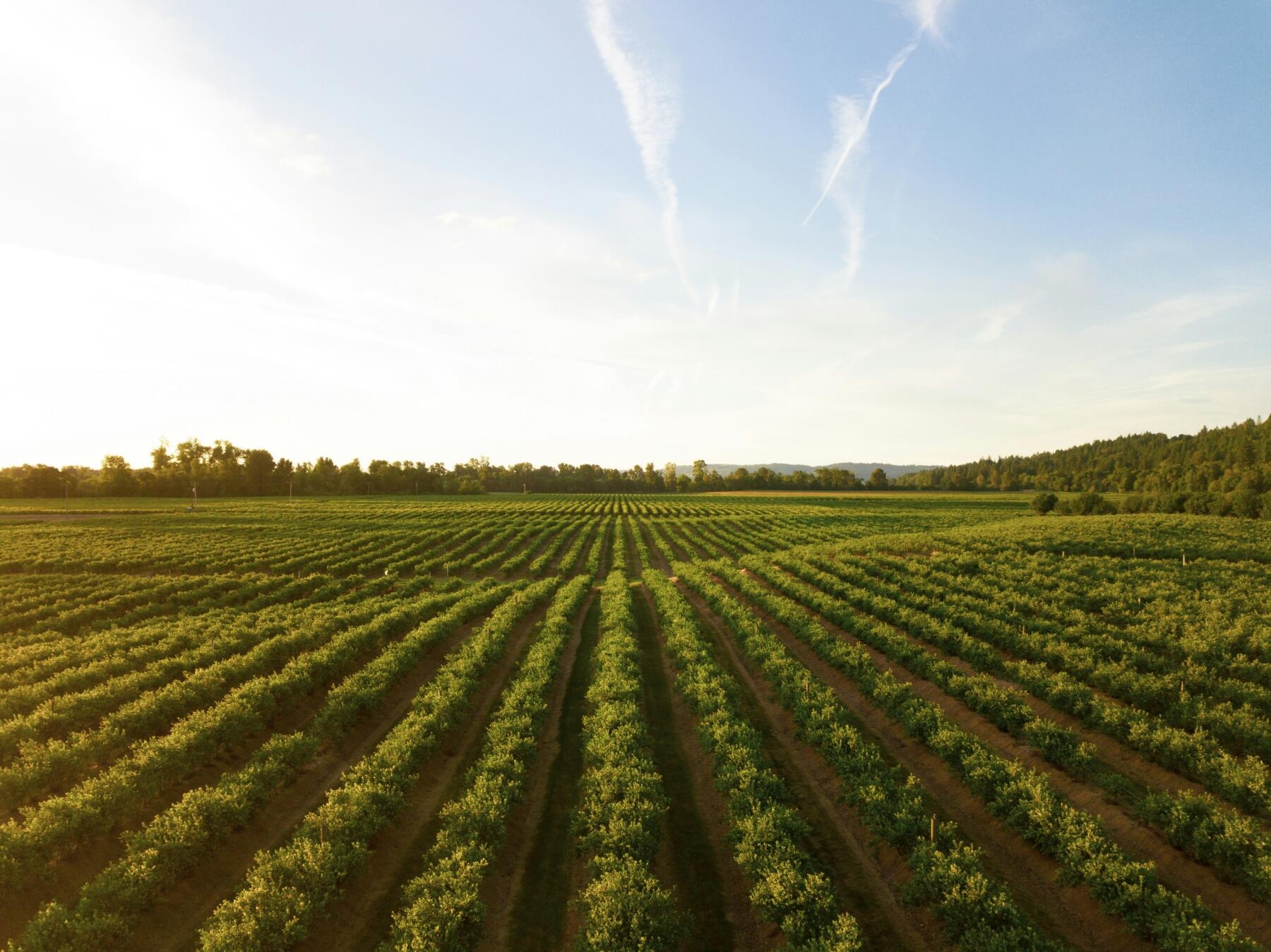 Edison, accordo con Verdalia Bioenergy per ritiro biometano agricolo da destinare ai trasporti
