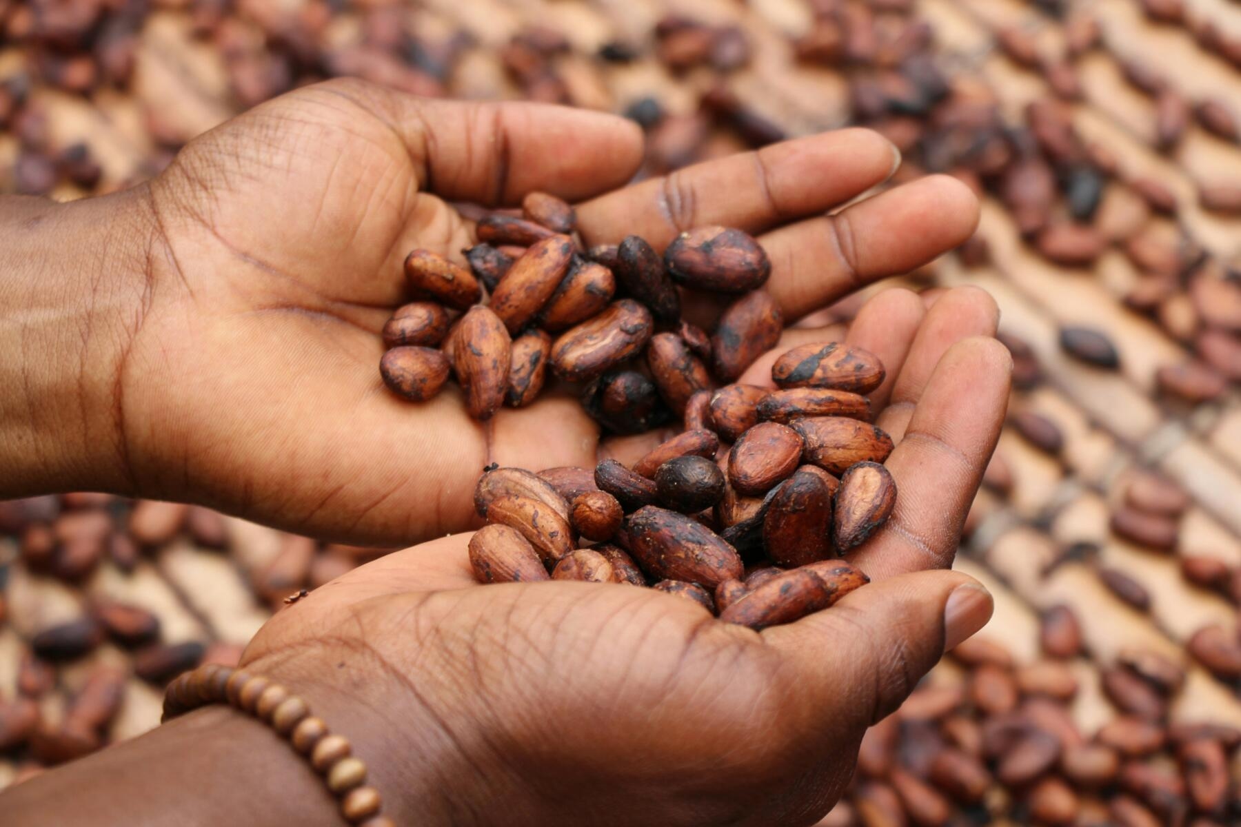 Nestlé amplia il programma per migliorare le condizioni di vita lungo la filiera del cacao