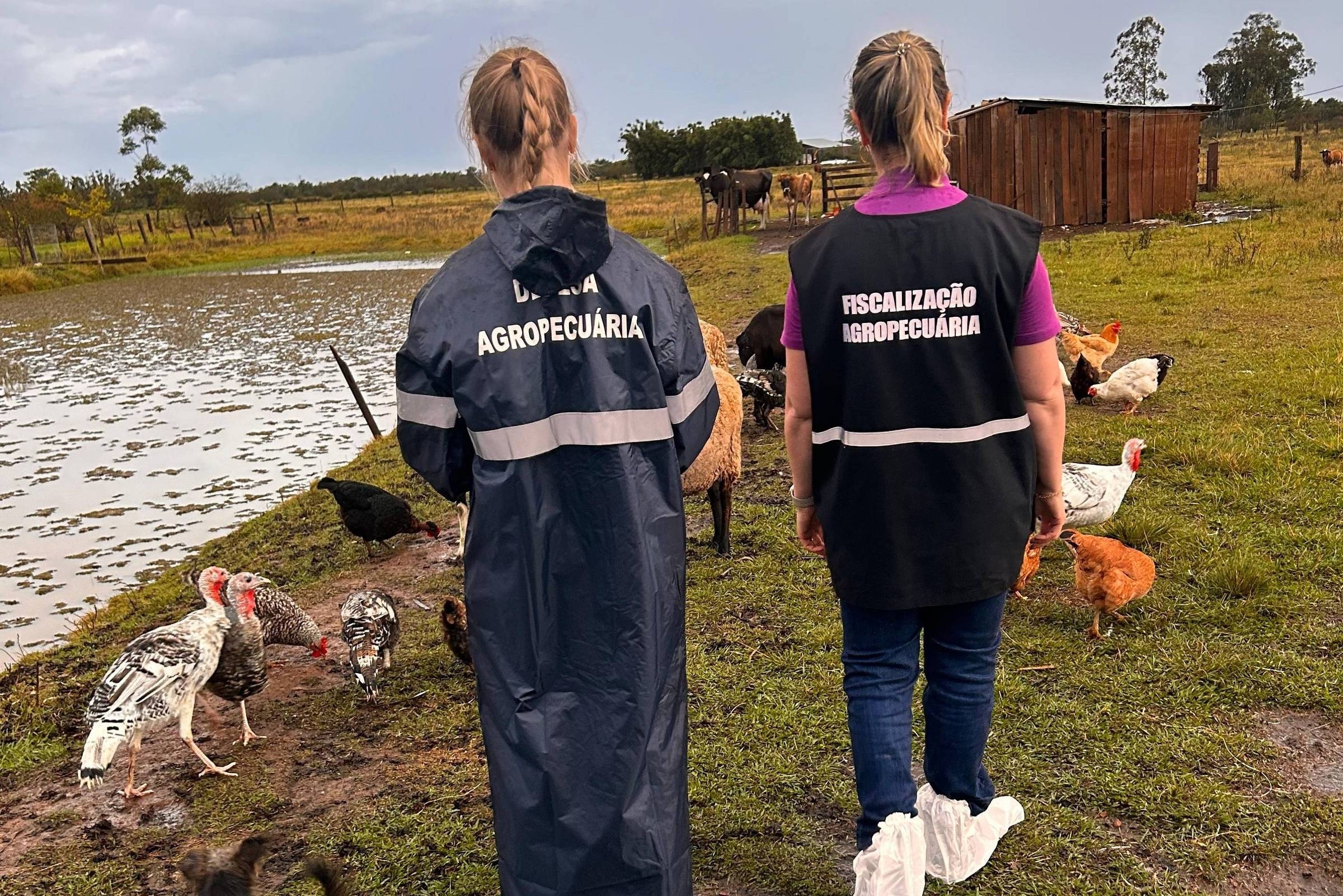Il governo registra un focolaio di influenza aviaria tra gli uccelli domestici nel Mato Grosso