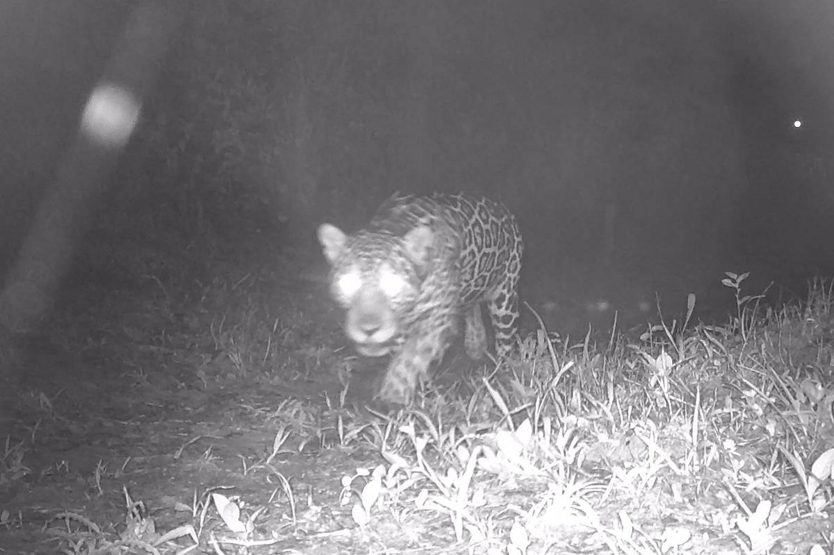 Jaguar enregistré à Rio de Janeiro pour la première fois en 5 décennies ; voir la vidéo