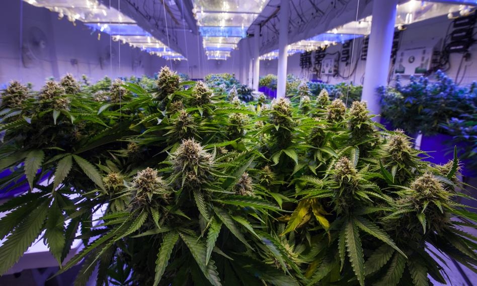 La marihuana está en la cima. Es la sustancia más consumida después del alcohol, la cafeína y la nicotina.