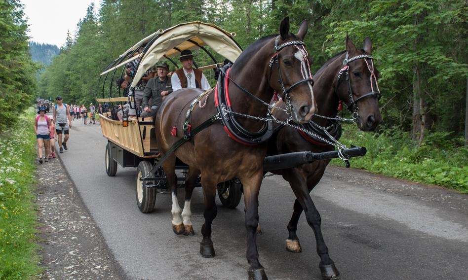 Cavalos de Morskie Oko sob a supervisão de um veterinário. "Sem objeções"
