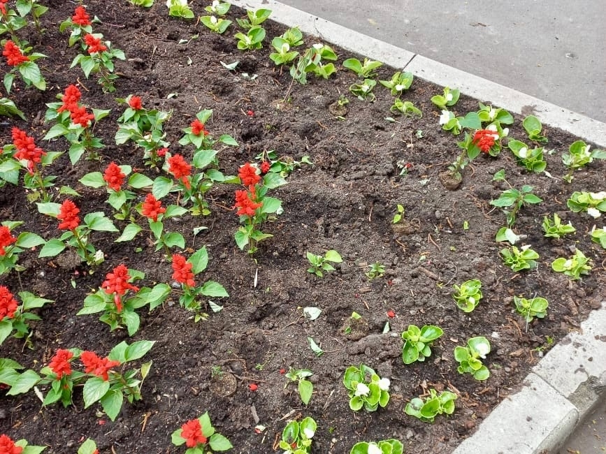 Des vandales de fleurs opèrent dans plusieurs quartiers de Veliky Novgorod
