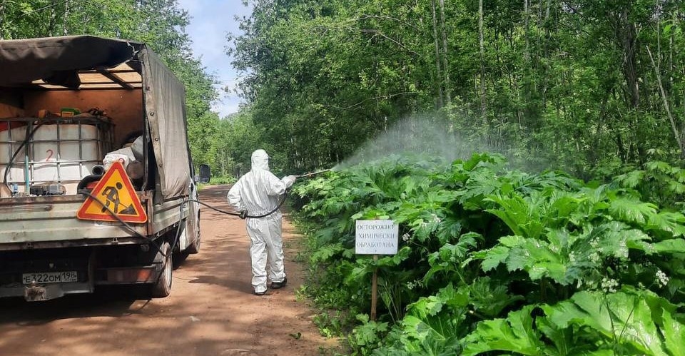 Il trattamento dei bordi stradali di Novgorod dalla panace inizierà nel distretto di Batetsky