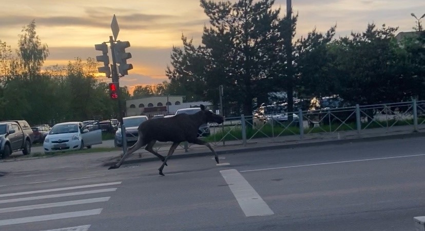Жителей второго города Новгородчины теснят лоси