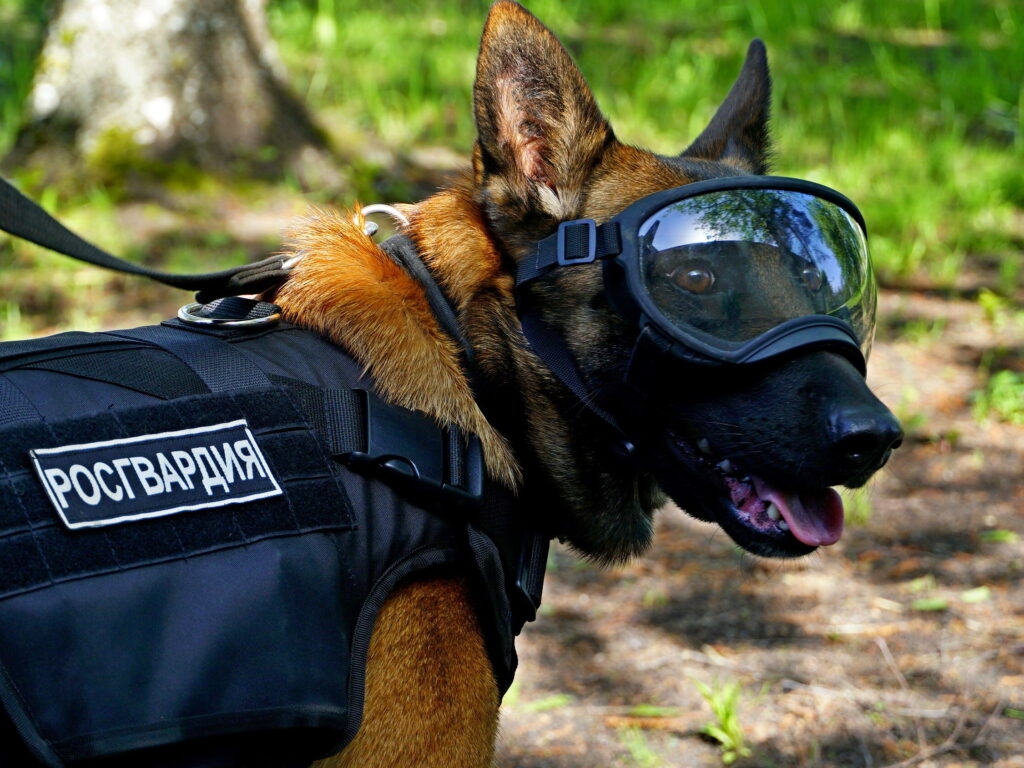 Rosgvardia, Novgorod Bölgesi'ndeki adamları paha biçilmez dört ayaklı bir çalışanla tanıştırdı