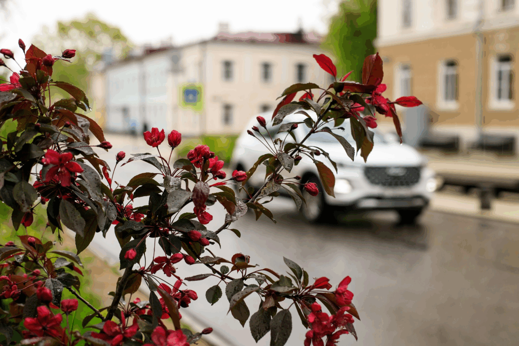 Le previsioni meteo per la prossima settimana a Veliky Novgorod delizieranno gli amanti della pioggia