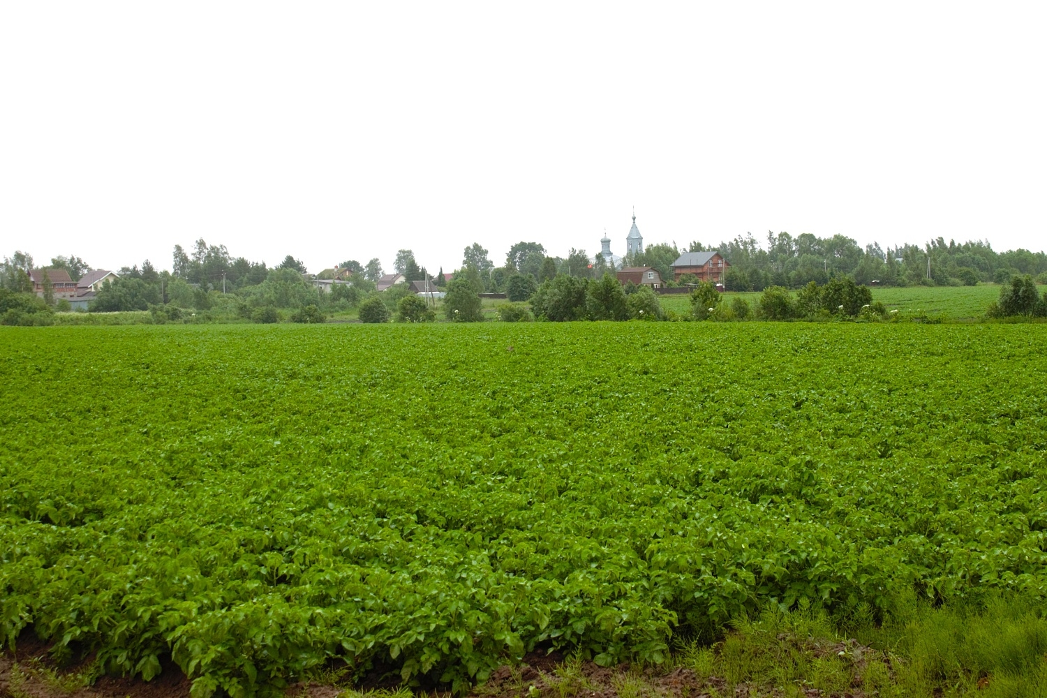 Los agricultores de Novgorod superaron las expectativas en las condiciones extremas de la siembra de primavera.