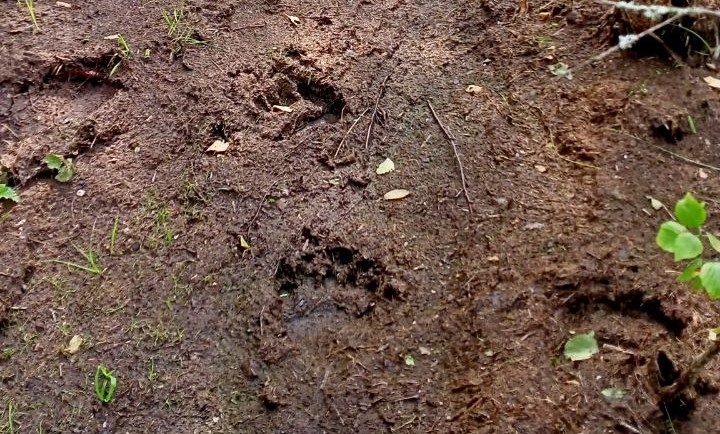 Os novgorodianos foram lembrados do que fazer ao encontrar um animal selvagem