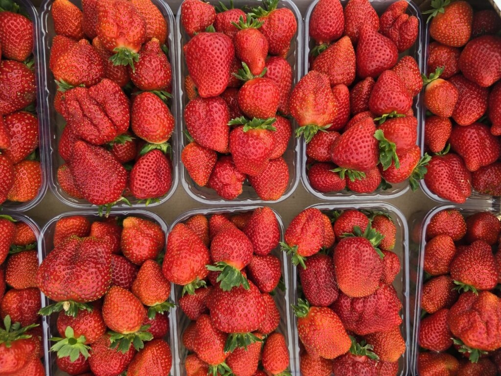 El monitoreo del contenido de pesticidas en la cosecha de Novgorod comenzó con las fresas.