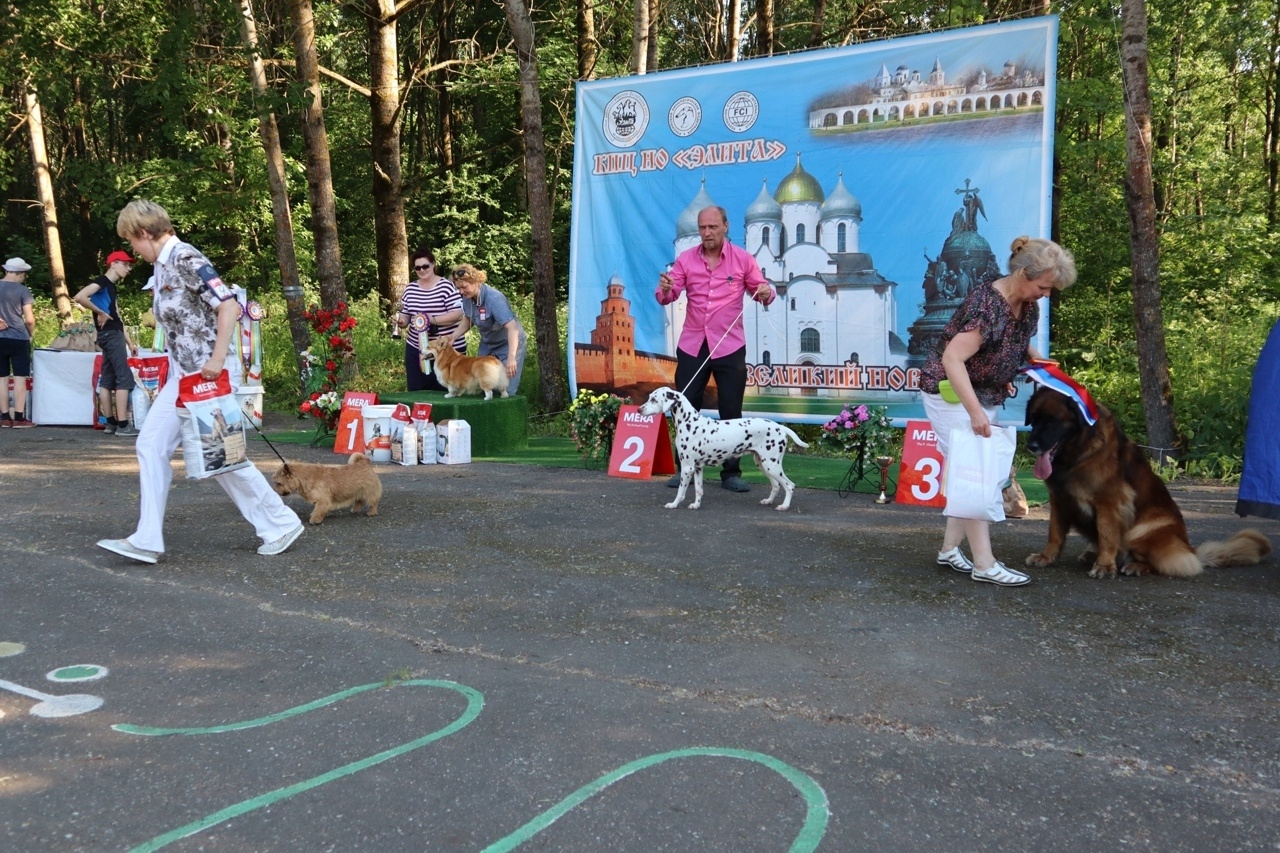 Krasnoe Pole Park invites Novgorodians to admire dogs of popular and rare breeds