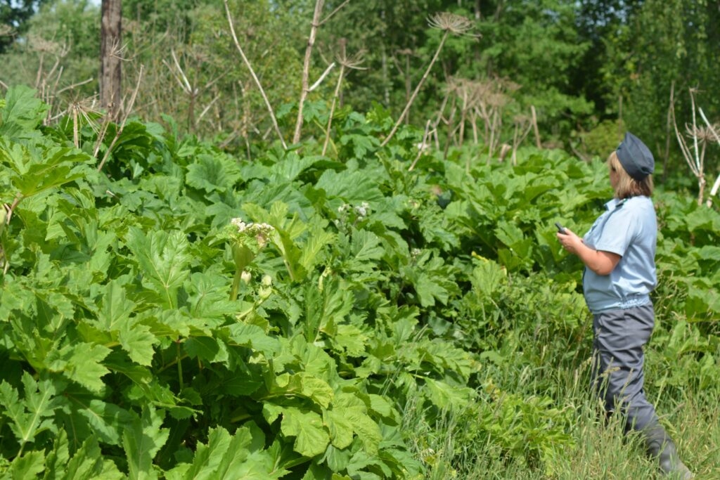 I proprietari di terreni agricoli di Novgorod hanno introdotto la panace nelle loro terre