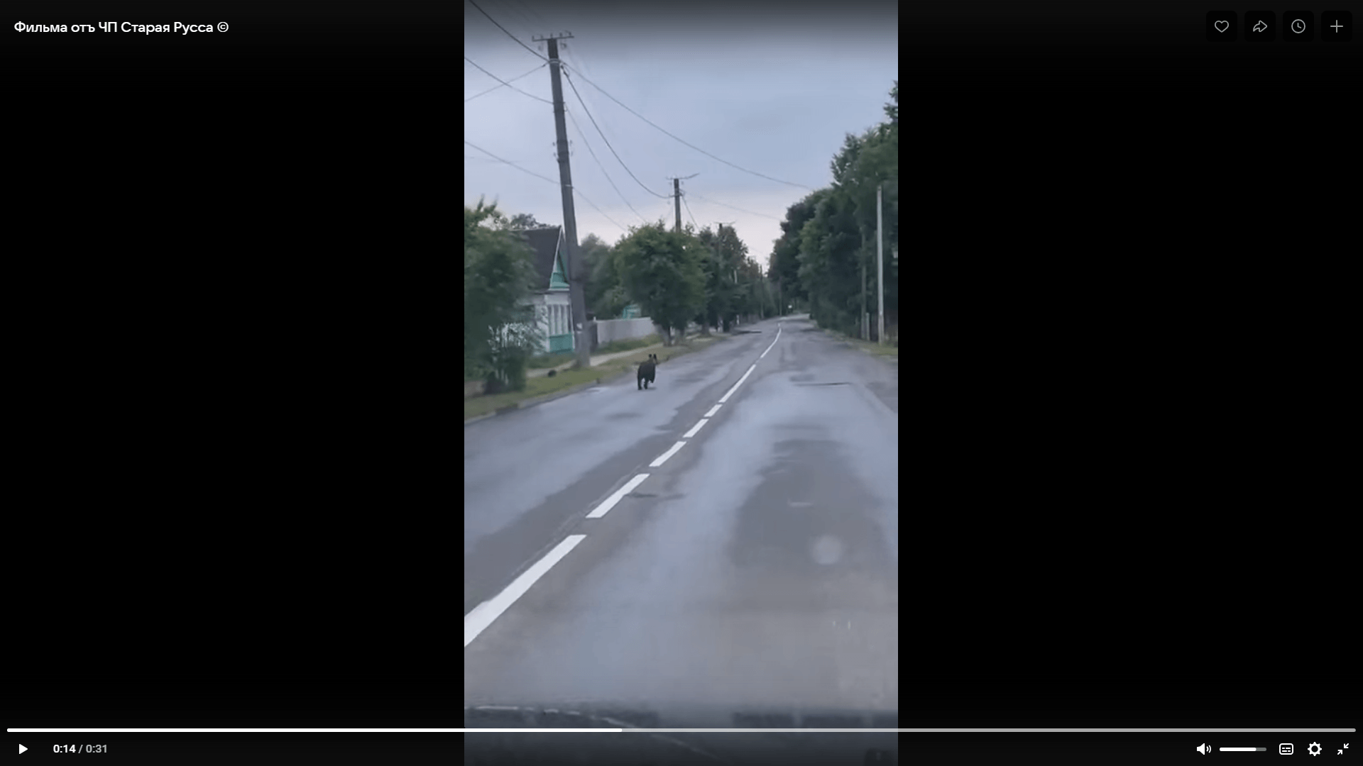 A bear visited Staraya Russa at dawn