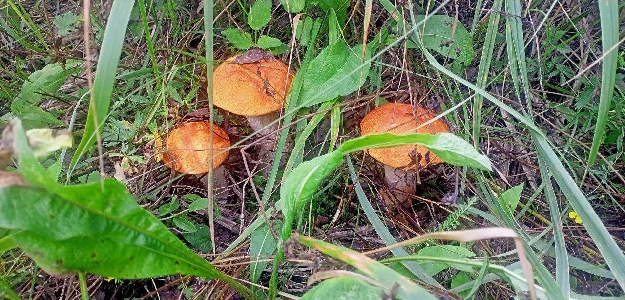 Don't buy plantains: Novgorod residents are warned about mushroom dangers.