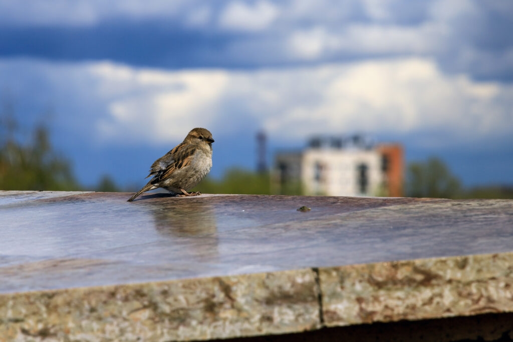 The beginning of October in Veliky Novgorod will be cold but bright.