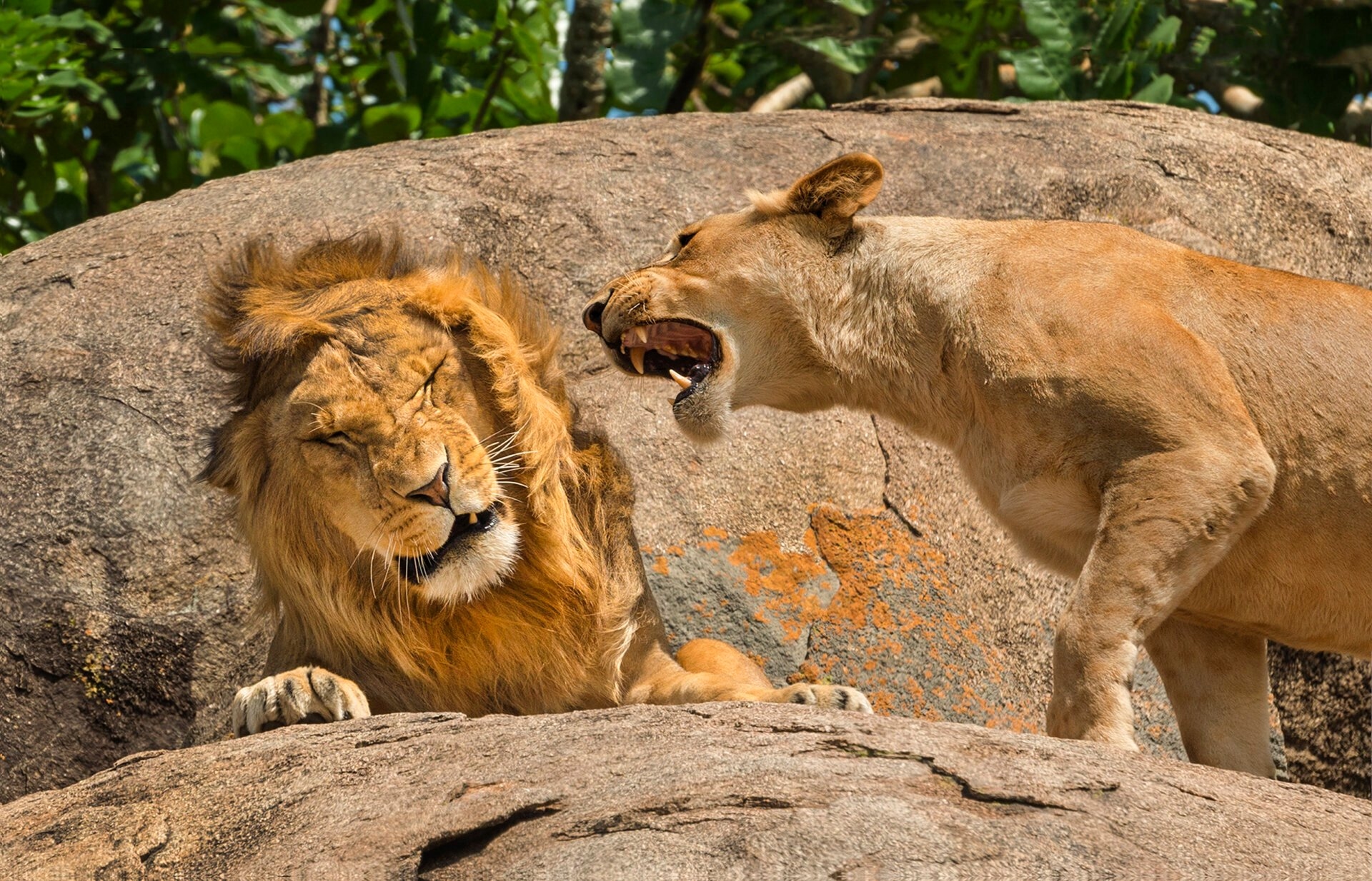 Lo zoo chiede ai visitatori di donare i loro animali domestici per nutrire i carnivori e li dà in pasto ai leoni sui social media