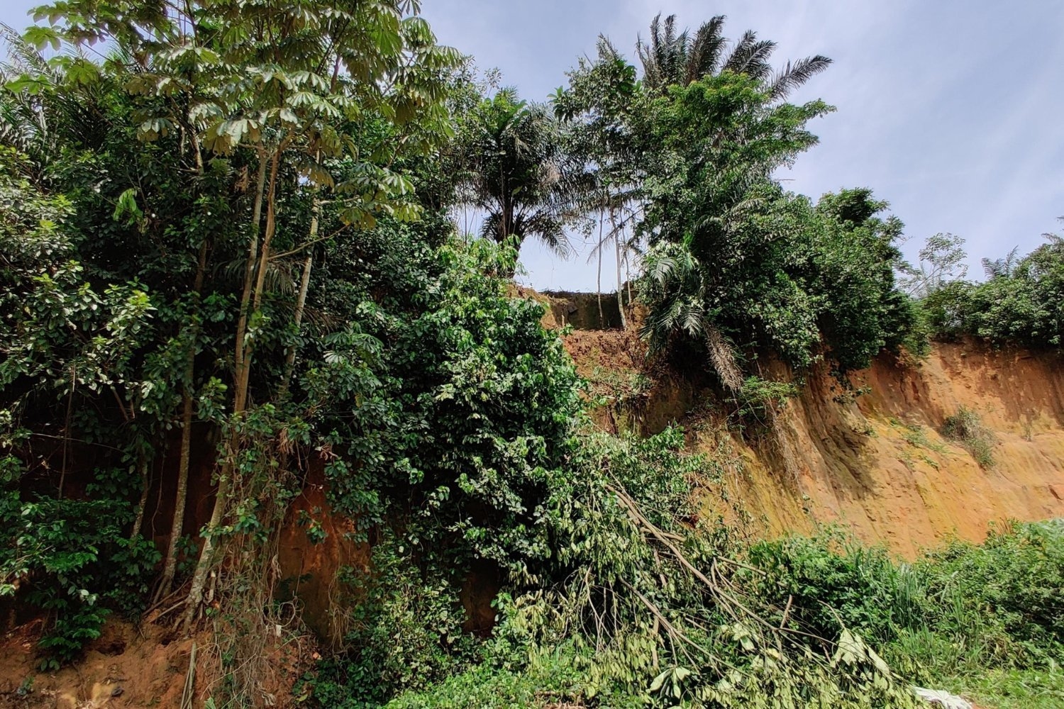 Los primeros humanos regresaron a las selvas tropicales mucho antes de lo que se creía