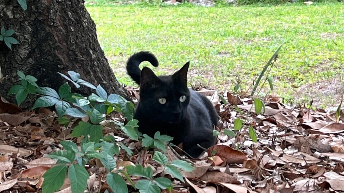 Il gatto della Florida di nome Pepper porta a casa un virus mai visto prima, per la seconda volta