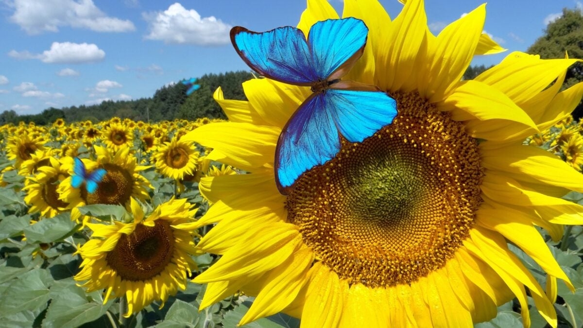 Bluesky testet eine „Gefällt mir nicht“-Option. Das könnte ein großes Problem lösen.
