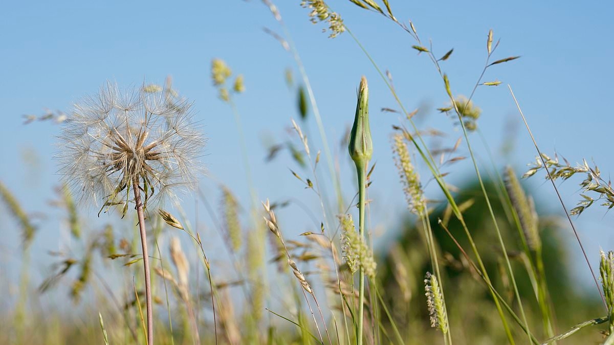 Dringende waarschuwing over populair hooikoortsmiddel dat ervoor zorgt dat patiënten BLIND worden