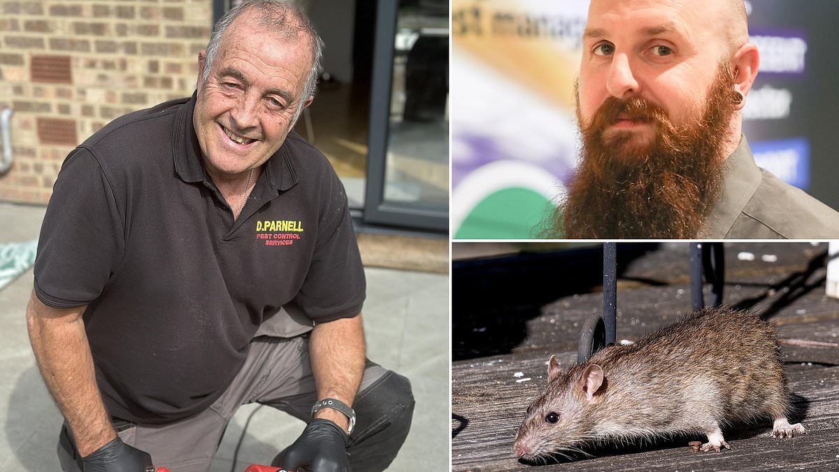 Wij hebben enorme ratten onder het terras thuis - wat moeten we doen?