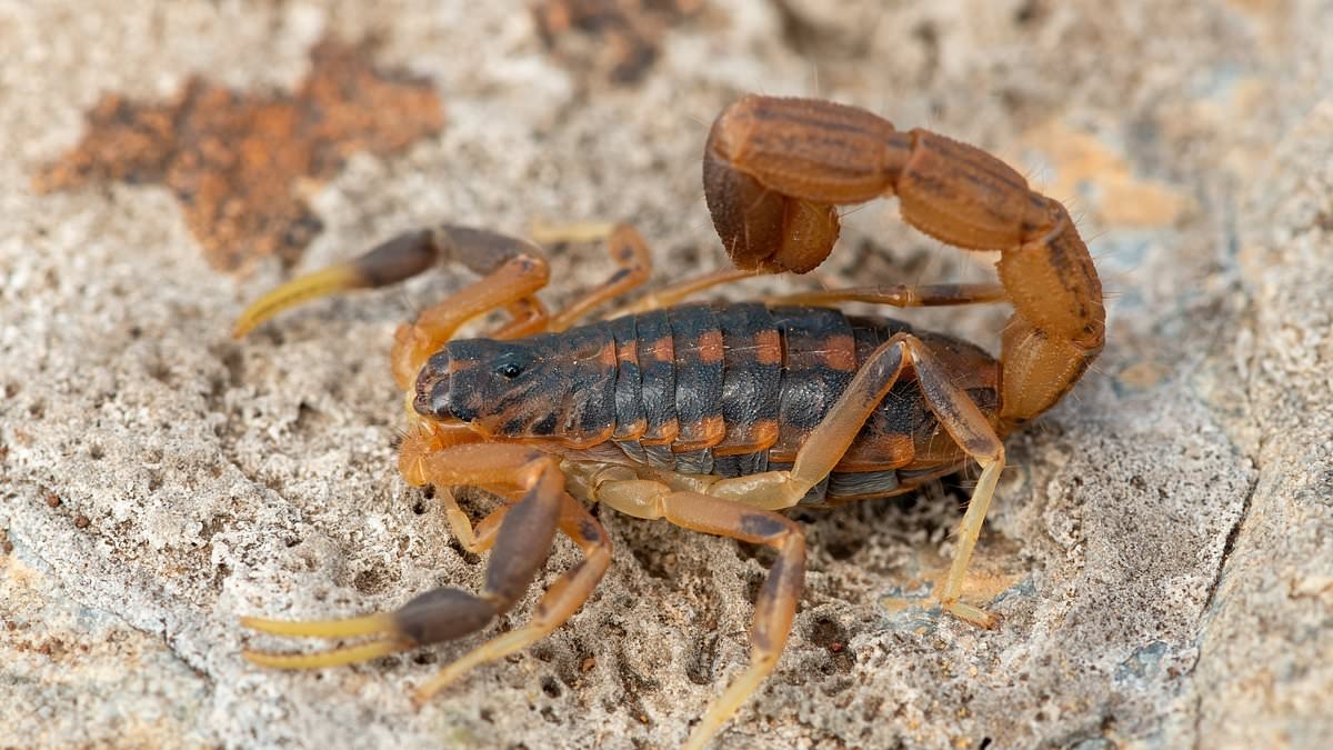 La storia della CO2 è la storia di tutto di Peter Brannen: quando gli scorpioni erano grandi come cani