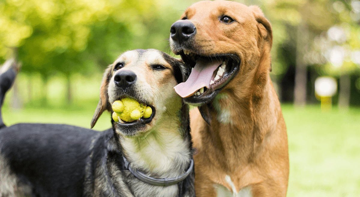 Honden kunnen de ziekte van Parkinson opsporen, blijkt uit onderzoek