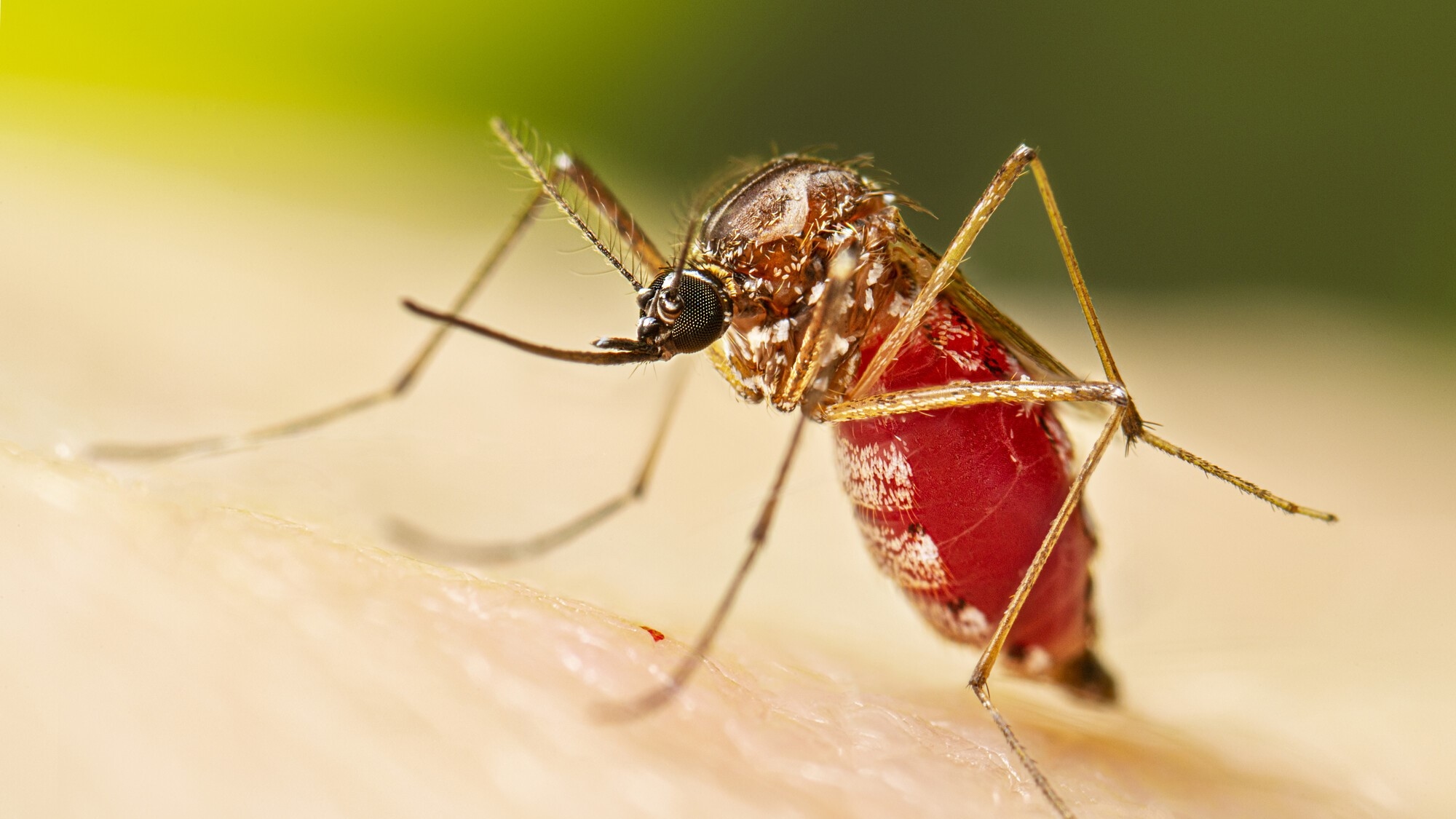 Chikungunya wint aan populariteit als gevolg van de opwarming van de aarde.