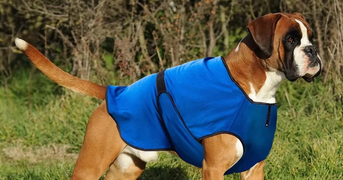 El abrigo refrescante para perros "brillante" de Amazon mantiene a tu cachorro seguro y cómodo durante la ola de calor.