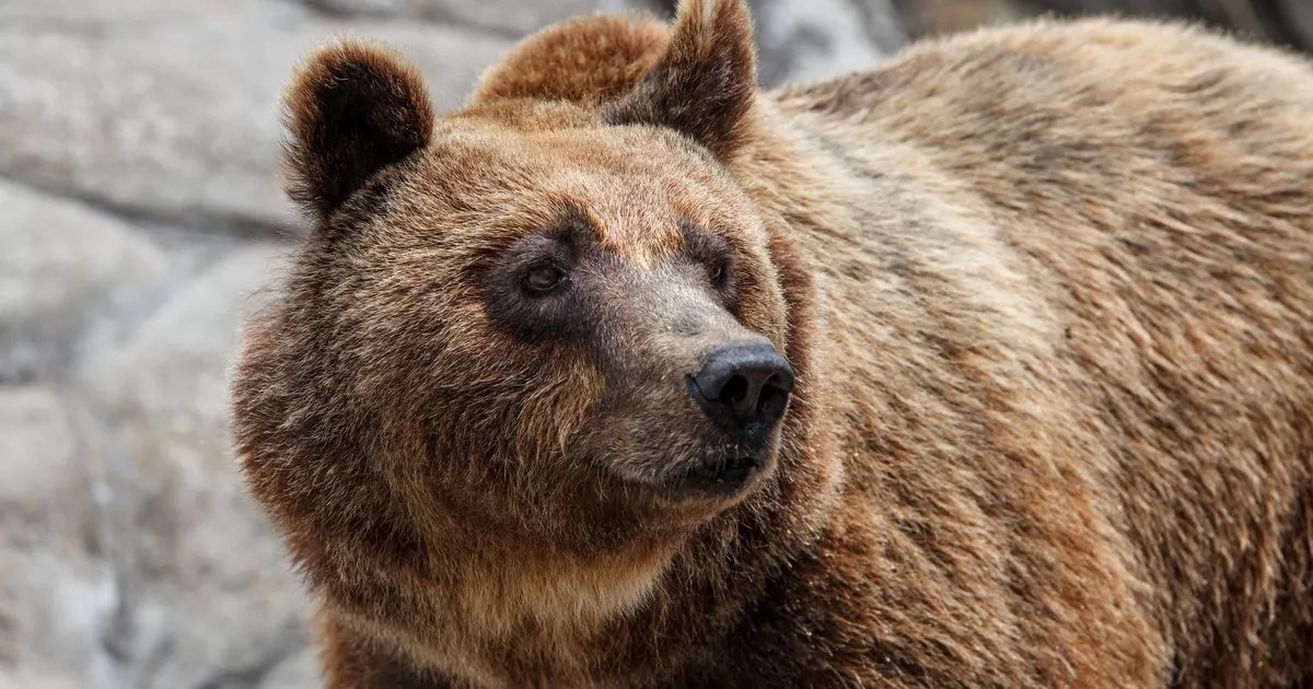 Un escursionista precipita da 2.600 piedi fino alla morte dopo essere stato spinto giù da un burrone da un orso gigante in una località turistica molto gettonata.