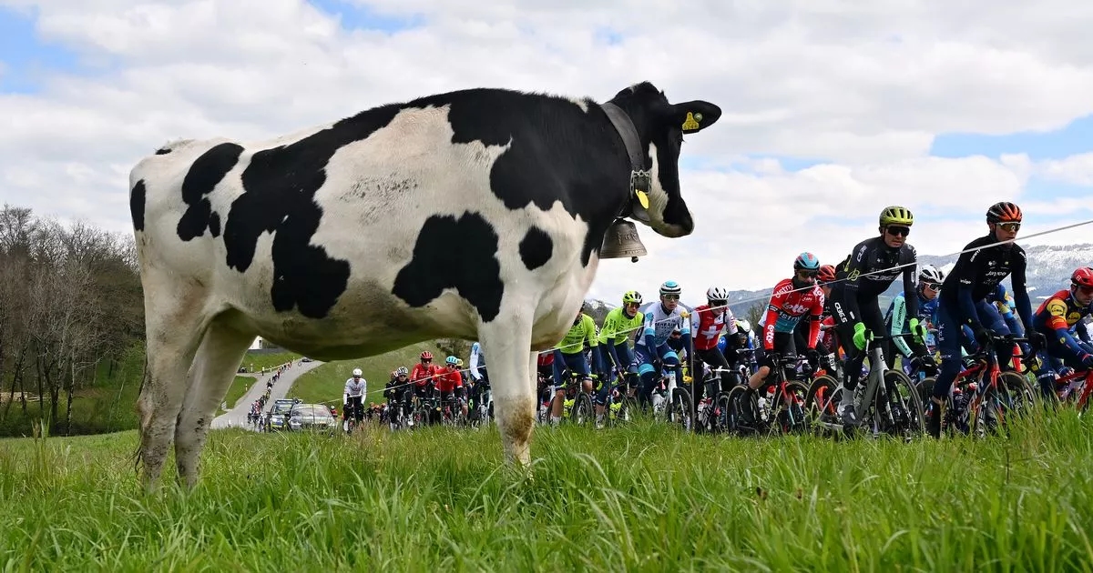 Trasa Tour de France została zmieniona w ostatniej chwili z powodu stada zarażonych krów
