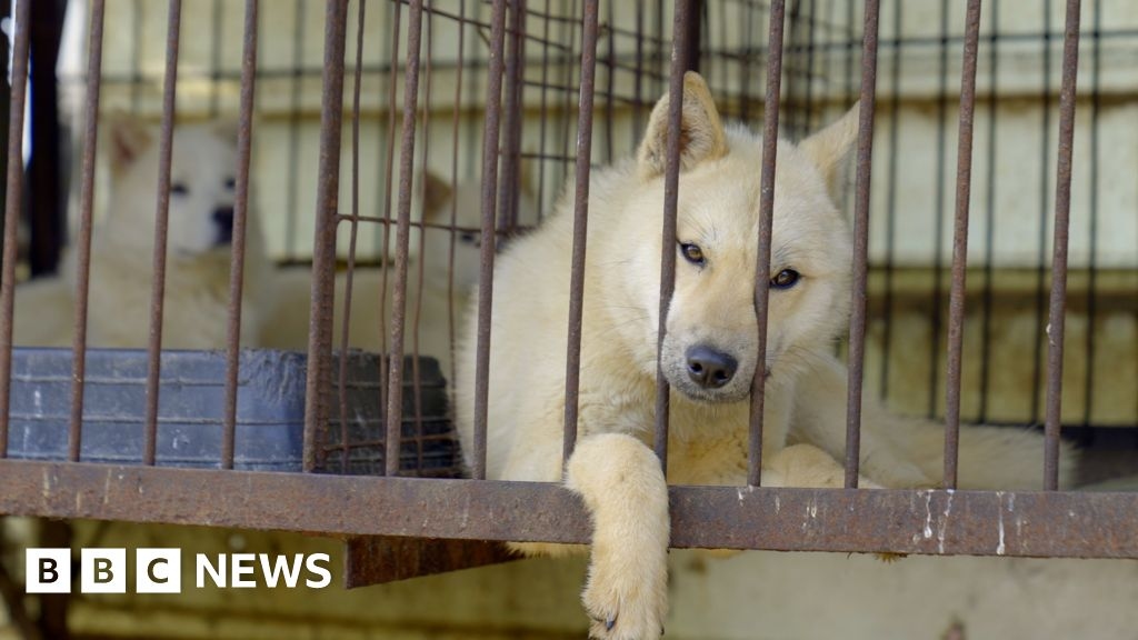 A Coreia do Sul proibiu a carne de cachorro. Então, o que acontece com os cães?