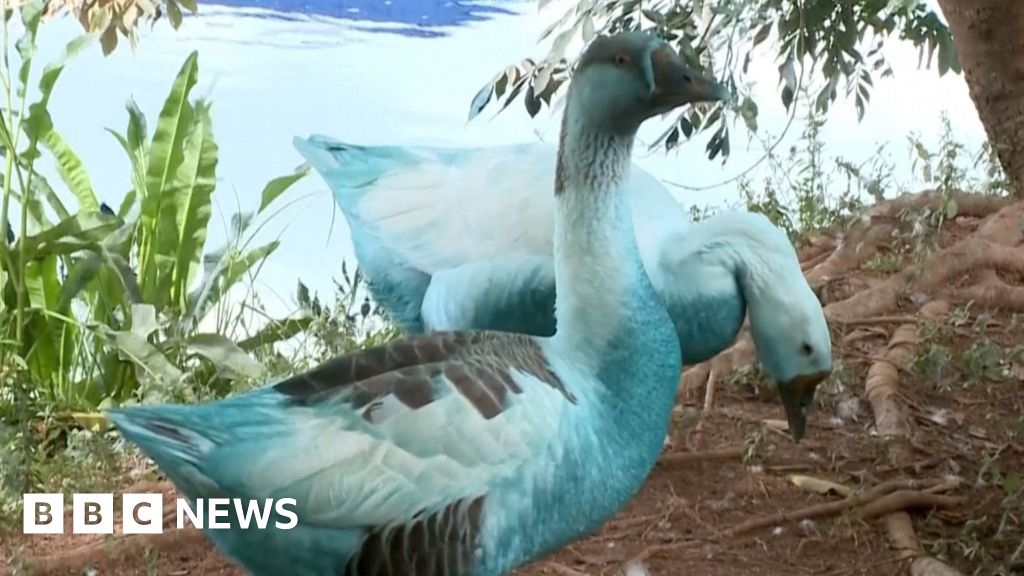 Watch: Wildlife dyed blue in São Paulo chemical spill