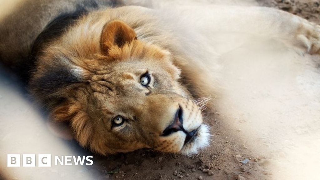Besitzer eines Löwen als Haustier verhaftet, nachdem Großkatze drei Menschen angegriffen hat