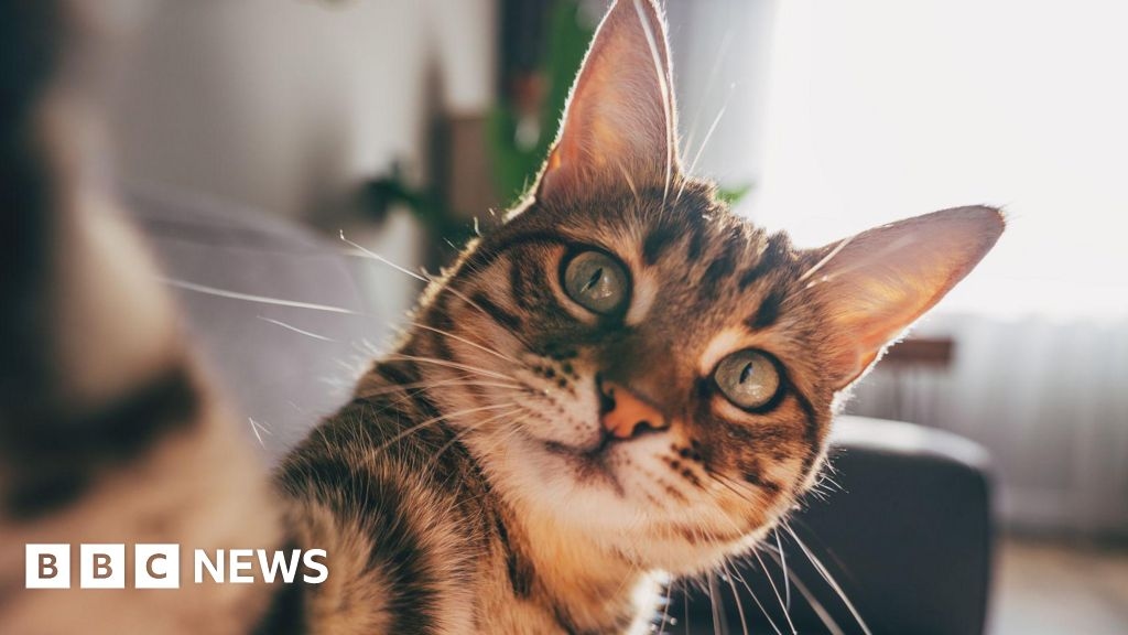 I gatti sviluppano la demenza in modo simile agli esseri umani