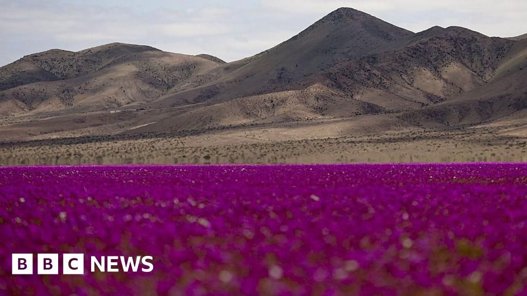 Rare wildflowers blanket Atacama desert