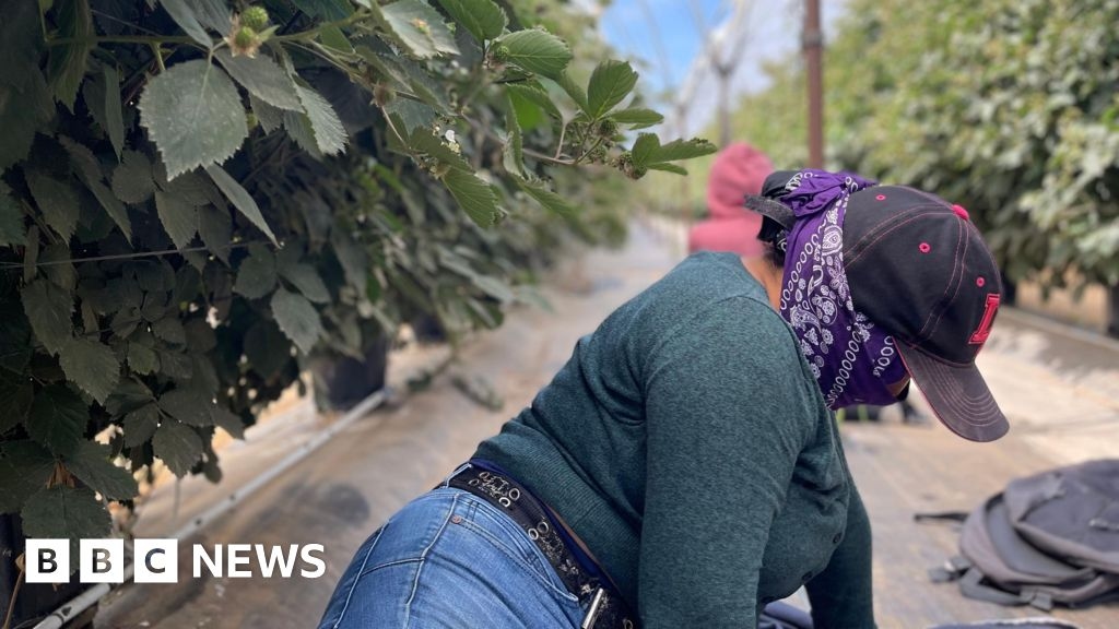 Escondidos en los campos: los trabajadores agrícolas que temen la deportación permanecen en las sombras de California