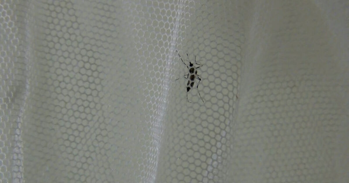 Kein Virus in der Asiatischen Tigermücke gefunden