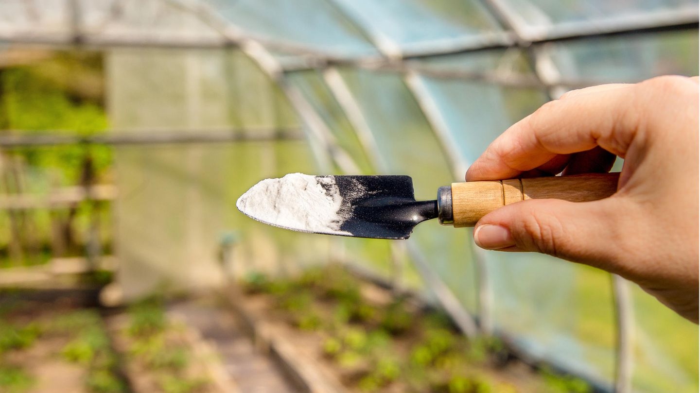 Intelligent gardening: How baking soda becomes a miracle cure in the garden